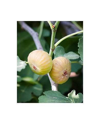 biofeigenbaum-btmorena