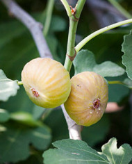 biofeigenbaum-btmorena