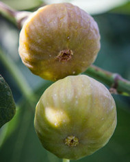 Bio Feigenbaum - BT Morena