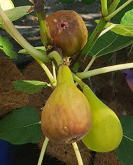 Bio Feigenbaum - BT Morena