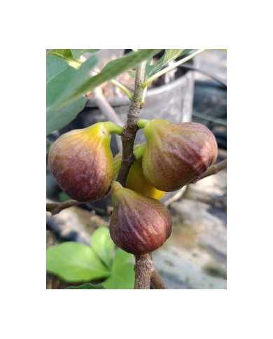 Bio Feigenbaum - BT Morena