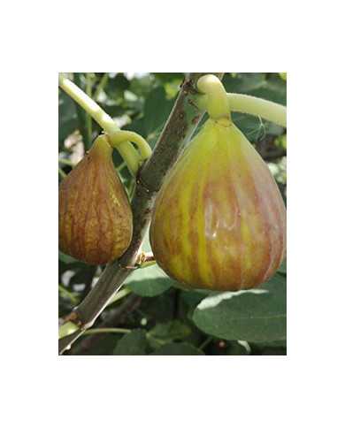 Bio Feigenbaum - BT Pötzleinsdorfer Perle