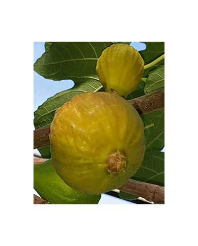 Bio Feigenbaum - BT Pötzleinsdorfer Perle