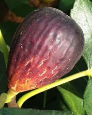 biofeigenbaum-earlyblack