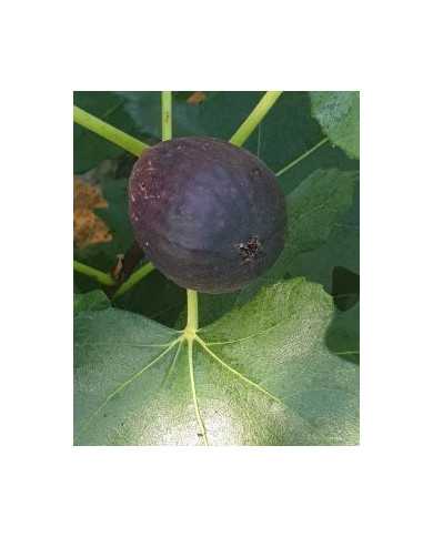 Bio Feigenbaum - Early Black (**)