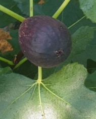 Bio Feigenbaum - Early Black (**)