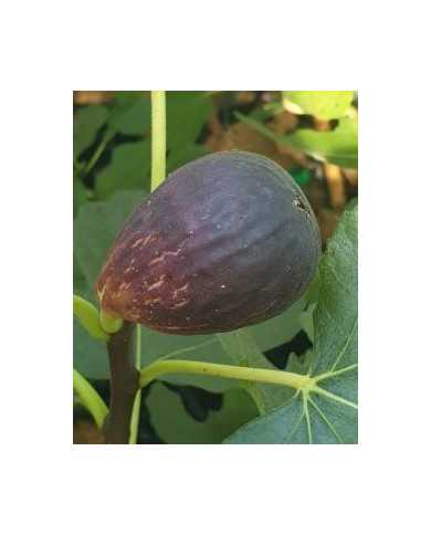 Bio Feigenbaum - Early Black (**)