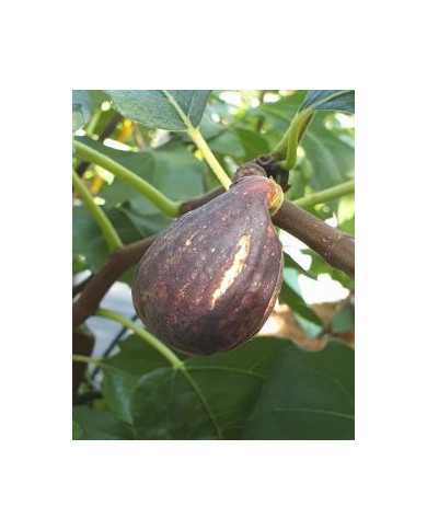 Bio Feigenbaum - Early Black (**)