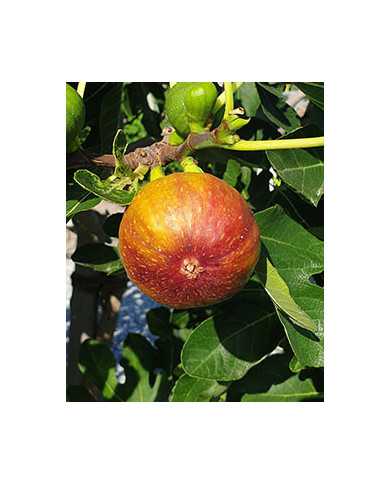 biofeigenbaum-madeleinedesdeuxsaisons
