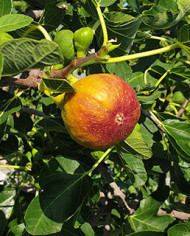 Bio Feigenbaum - Madeleine des deux Saisons