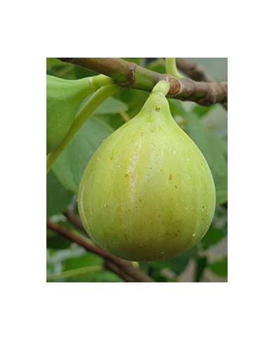 Bio Feigenbaum Adriatic (*)