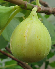 Bio Feigenbaum Adriatic (*)