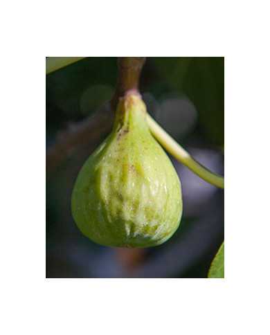 Bio Feigenbaum Adriatic (*)