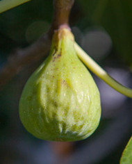 Bio Feigenbaum Adriatic (*)