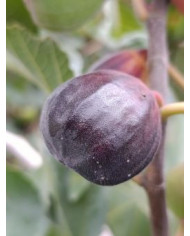 biofeigenbaumafghanistica