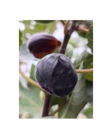 Bio Feigenbaum Afghanistica (*)