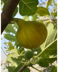 Bio Feigenbaum Albuquerque (*)