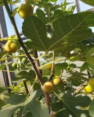 Bio Feigenbaum Albuquerque (*)