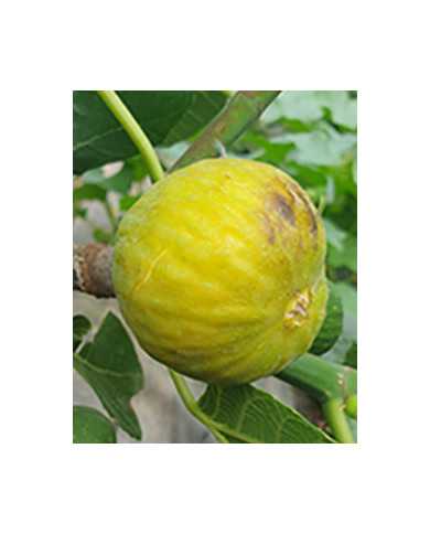 Bio Feigenbaum Albuquerque (*)
