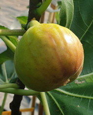 Bio Feigenbaum Alpengarten