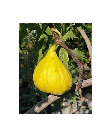 Bio Feigenbaum Alter Gersthofer (*)