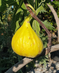 Bio Feigenbaum Alter Gersthofer (*)