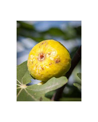 Bio Feigenbaum Alter Gersthofer (*)