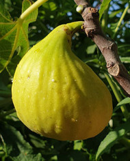 Bio Feigenbaum Alter Gersthofer (*)