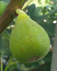 biofeigenbaumarie