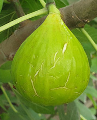 biofeigenbaumatreano