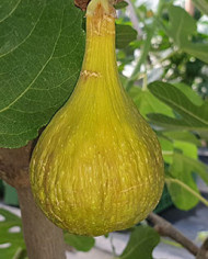 Bio Feigenbaum Atreano (**)