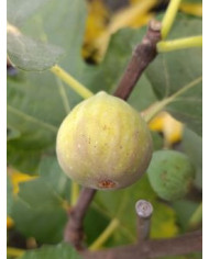 biofeigenbaumbakiolatza