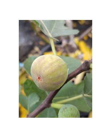 Bio Feigenbaum Bakio Latza (**)