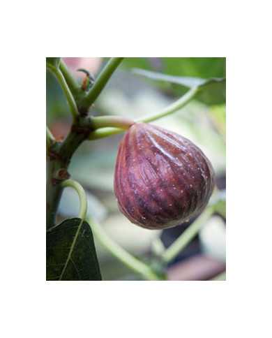 biofeigenbaumbakor
