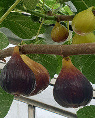 Bio Feigenbaum Bakor (**)