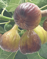 Bio Feigenbaum Bakor (**)