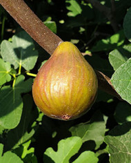 Bio Feigenbaum Baumfeige