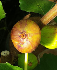 Bio Feigenbaum Bellone (*)