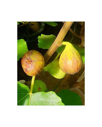 Bio Feigenbaum Bellone (*)
