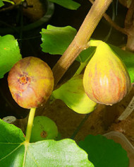 Bio Feigenbaum Bellone (*)