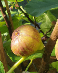 Bio Feigenbaum Bellone (*)