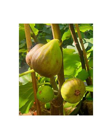 Bio Feigenbaum Bellone (*)
