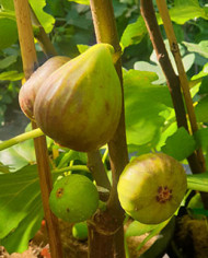 Bio Feigenbaum Bellone (*)