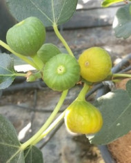 Bio Feigenbaum Bianchetta (*)