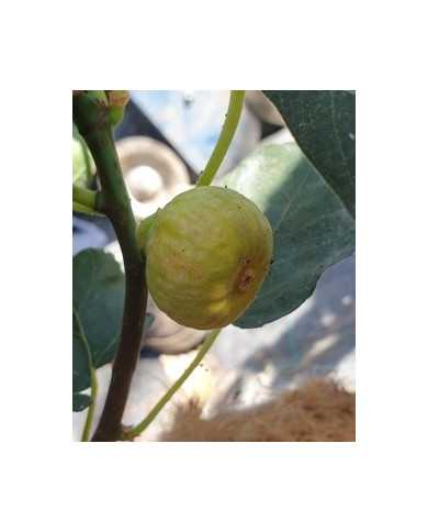 Bio Feigenbaum Bianchetta (*)
