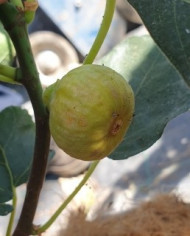 Bio Feigenbaum Bianchetta (*)