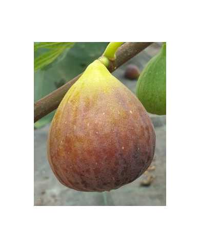 biofeigenbaumbifara