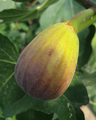 Bio Feigenbaum Bifara (**)