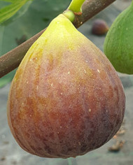 Bio Feigenbaum Bifara (**)