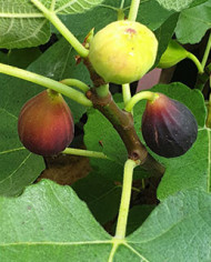 Bio Feigenbaum Black Celeste (*)